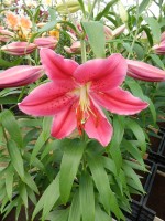 [4355 Barossa VZ No02.JPG]